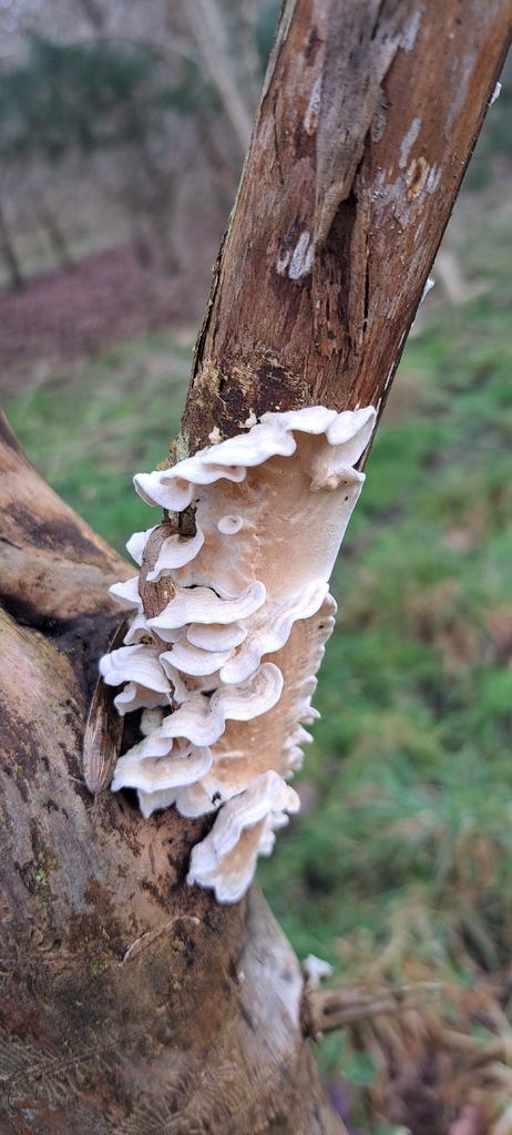 Byssomerulius corium · February 2026 · photo: © john_ross4 (iNaturalist, cc0)