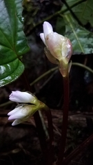 Monolena primuliflora