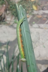 Opsiphanes invirae amplificatus