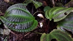 Monolena primuliflora