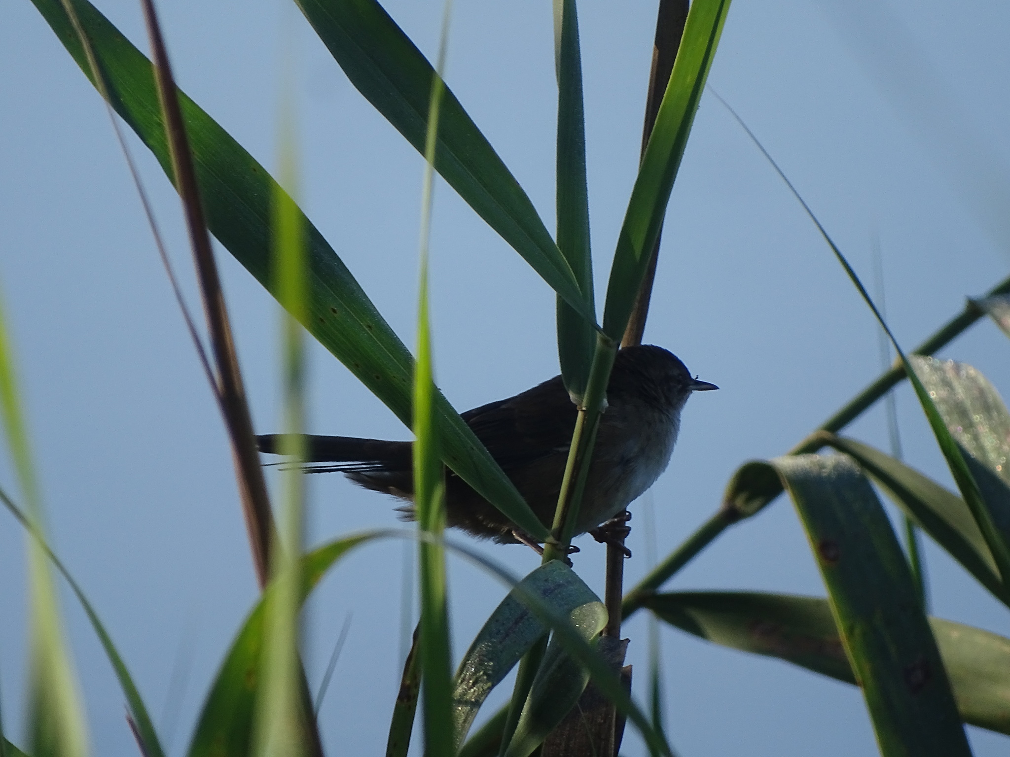Little Rush Warbler (Bradypterus baboecala), photo 2