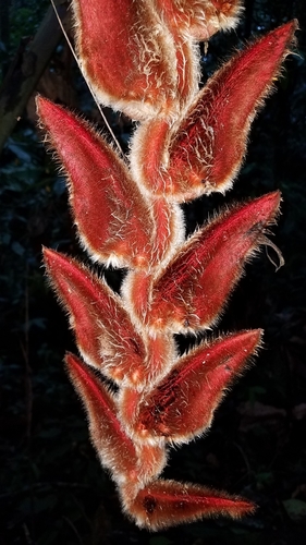 Heliconia vellerigera