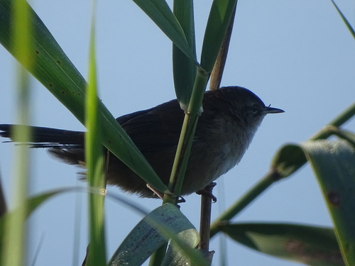 Little Rush Warbler (Bradypterus baboecala), photo 1
