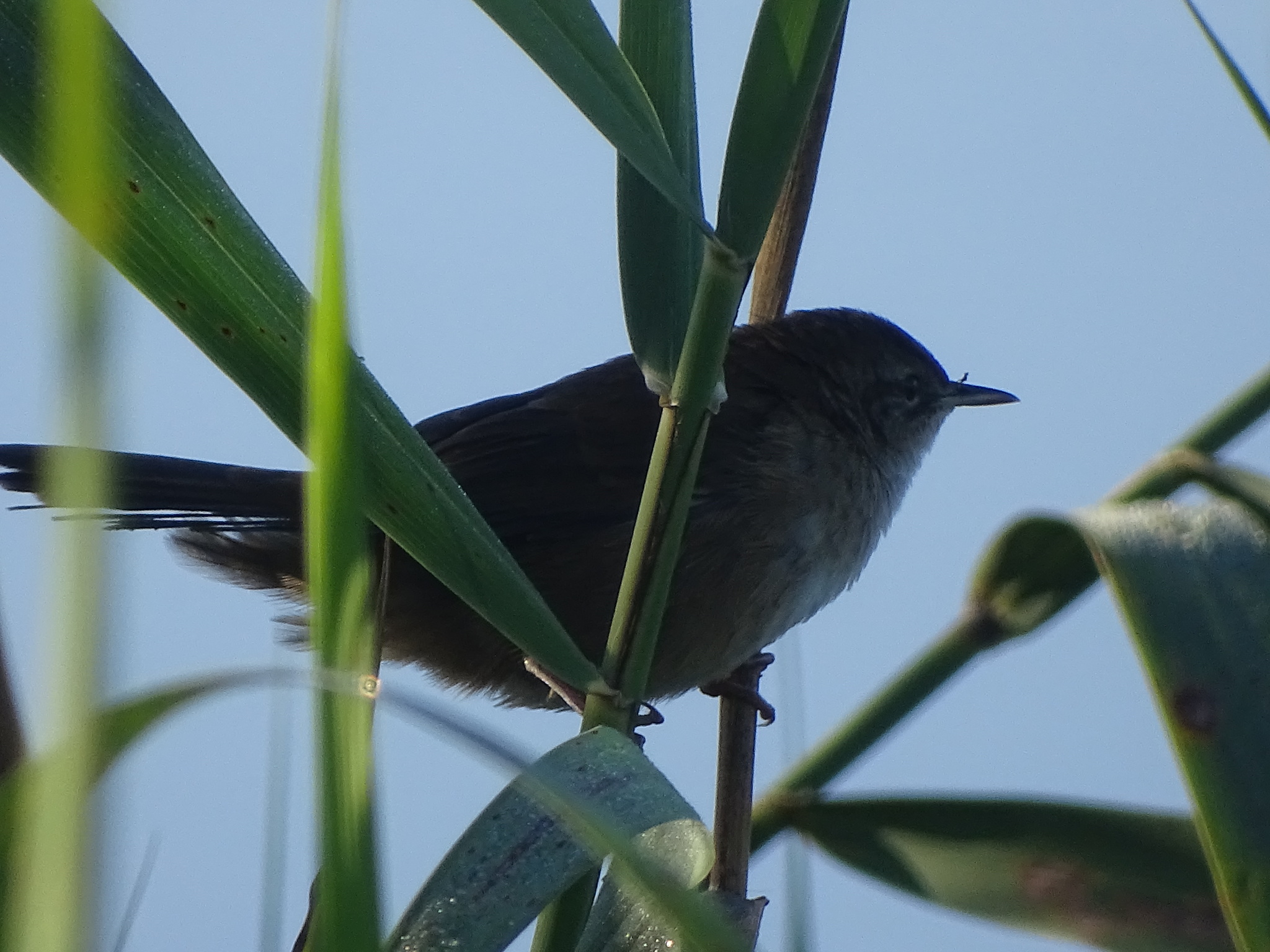 Little Rush Warbler (Bradypterus baboecala), photo 1