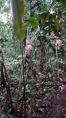 Heliconia vellerigera