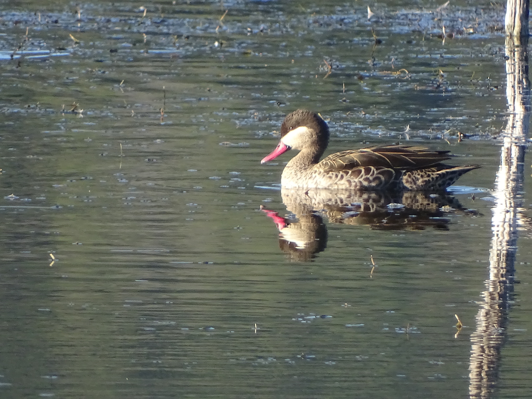 Red-billed Teal (Anas erythrorhyncha), photo 7