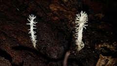 Xylaria penicilliopsis