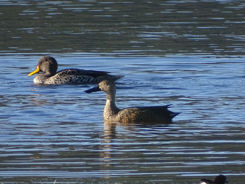 Cape Shoveler (Spatula smithii), photo 5