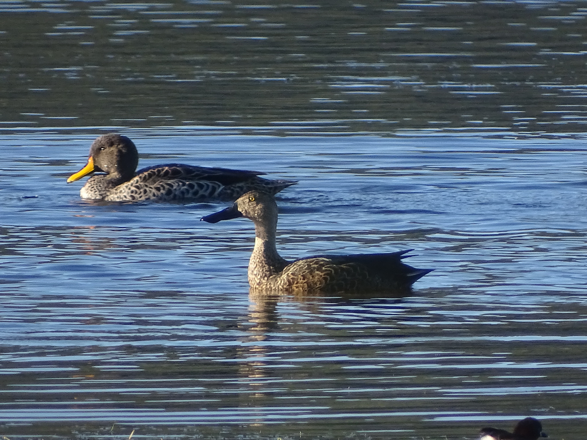 Cape Shoveler (Spatula smithii), photo 5