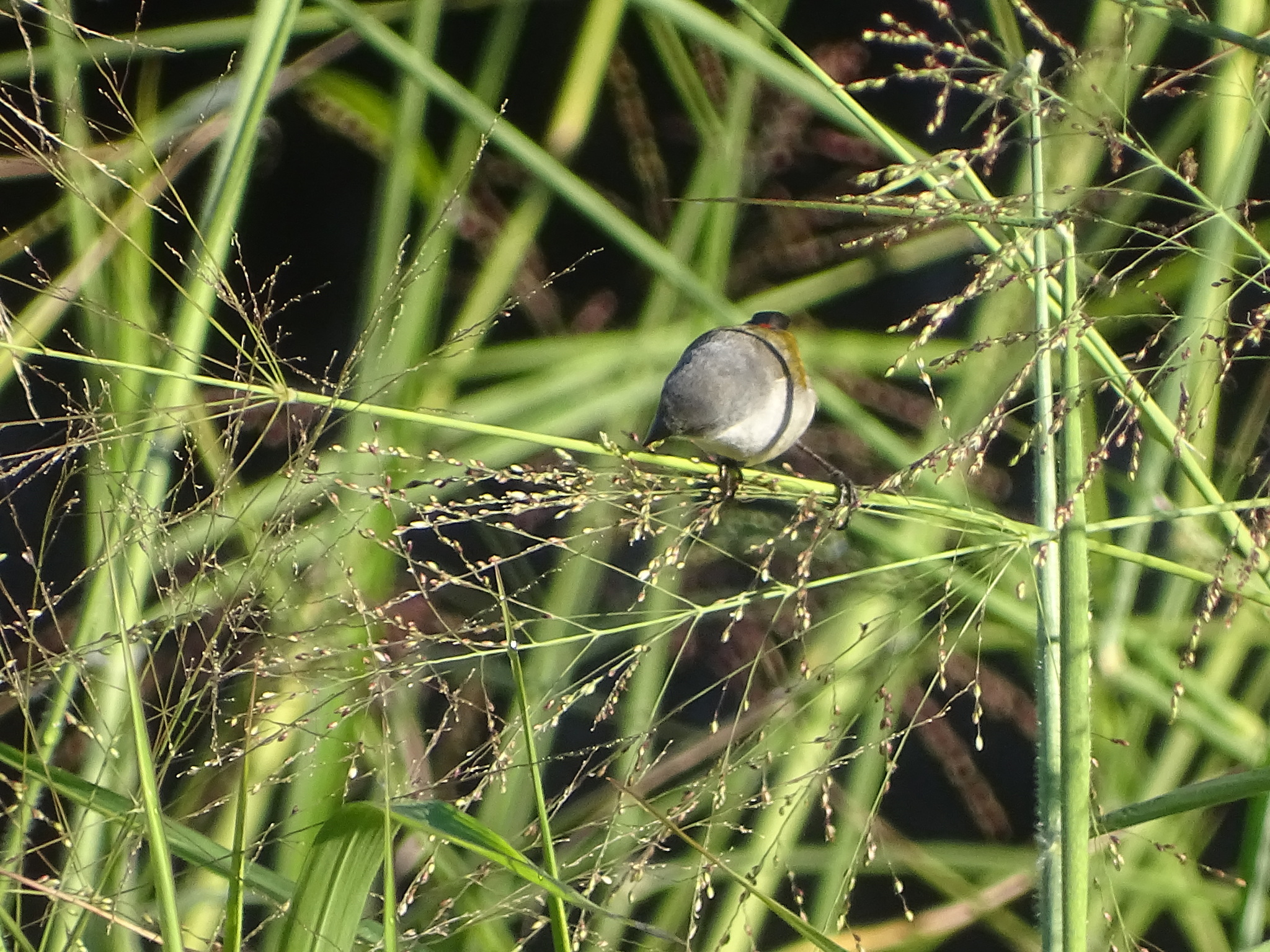 Swee Waxbill (Coccopygia melanotis), photo 10