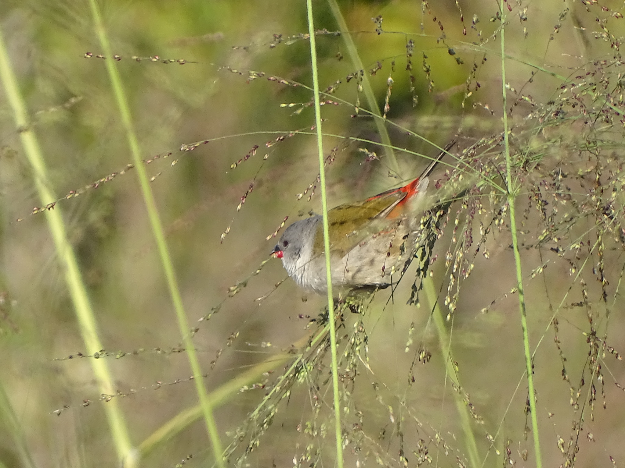 Swee Waxbill (Coccopygia melanotis), photo 2