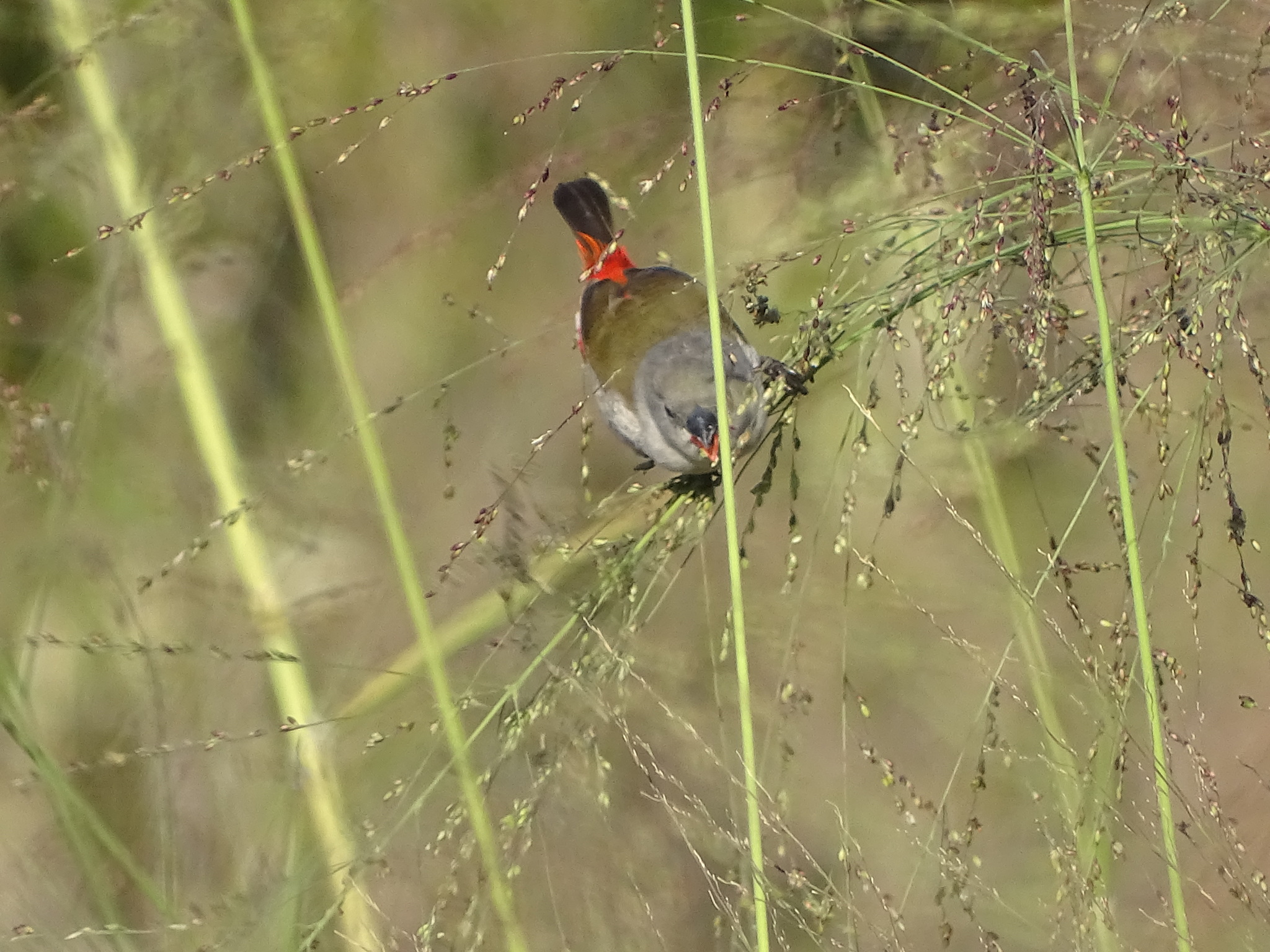 Swee Waxbill (Coccopygia melanotis), photo 3