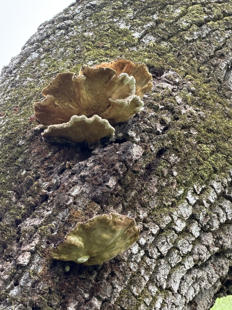 Laetiporus gilbertsonii · February 2026 · photo: © irinamitine (iNaturalist, cc-by)