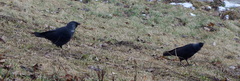 Corvus monedula
