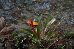 Guzmania lingulata