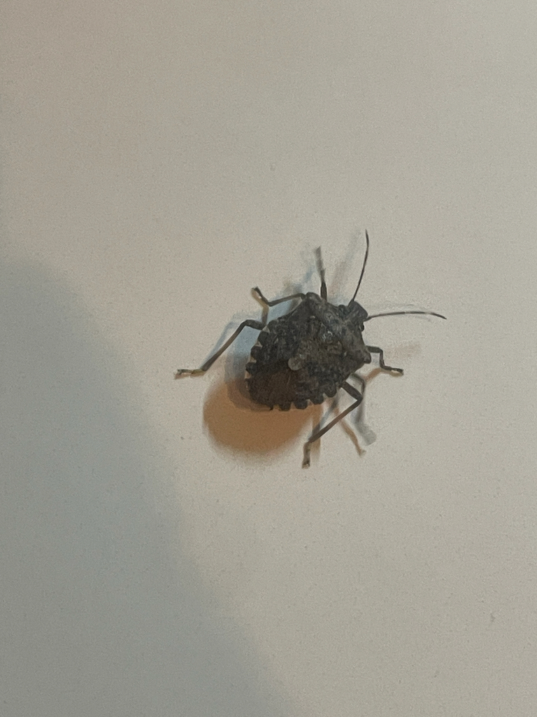 Brown Marmorated Stink Bug in February 2026 by ajameson13 · iNaturalist
