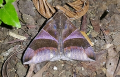 Dysgonia purpurata - Photo (c) Steven Easley, algunos derechos reservados (CC BY-NC), uploaded by Steven Easley