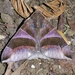 Dysgonia purpurata - Photo (c) Steven Easley, μερικά δικαιώματα διατηρούνται (CC BY-NC), uploaded by Steven Easley