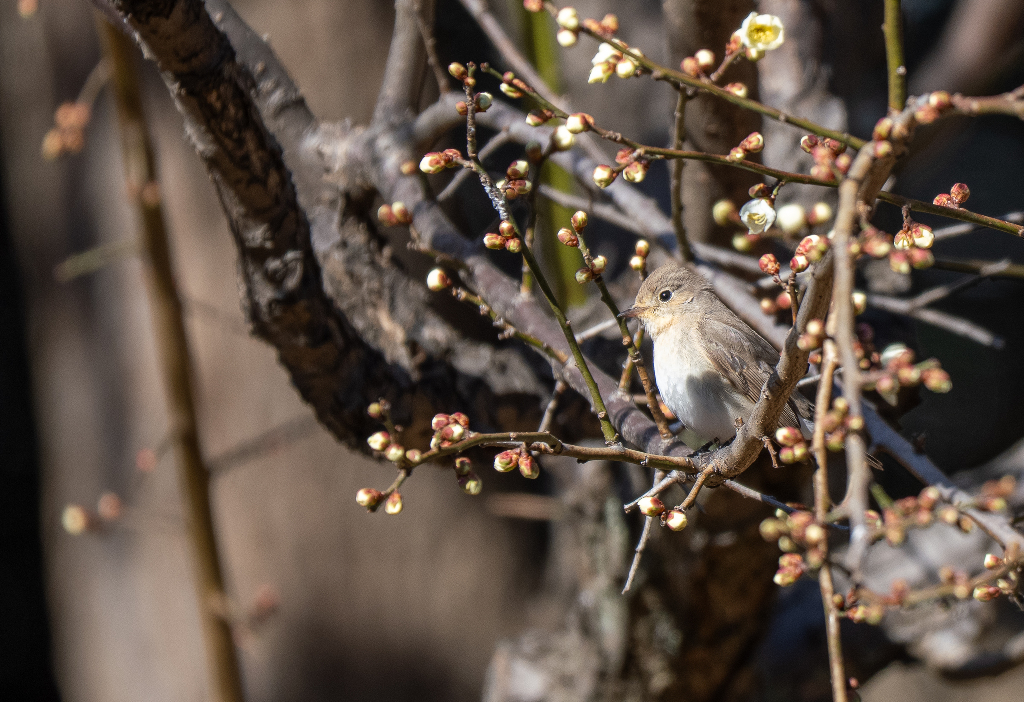 Red-breasted Flycatcher (Ficedula parva), photo 2
