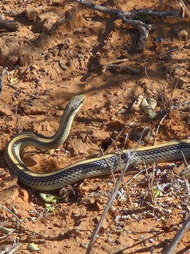 Texas Patch-nosed Snake