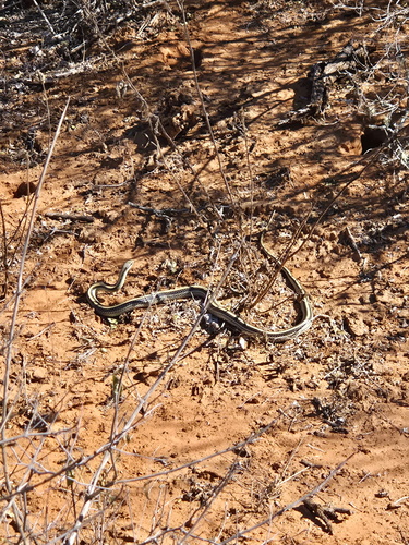 Texas Patch-nosed Snake