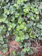 Acleisanthes obtusa, photograph (c) Cat, some rights reserved (CC BY)