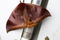 Automeris phrynon