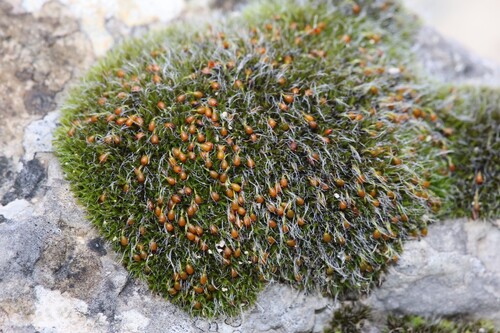 Orb Dry Rock Moss (Grimmia orbicularis)