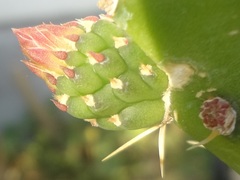 Opuntia