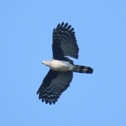 Grey-headed Kite (Leptodon cayanensis), photo 5