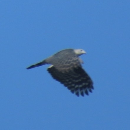 Grey-headed Kite (Leptodon cayanensis), photo 6