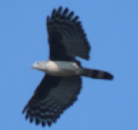 Grey-headed Kite (Leptodon cayanensis), photo 7