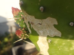 Opuntia