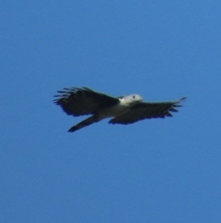 Grey-headed Kite (Leptodon cayanensis), photo 8