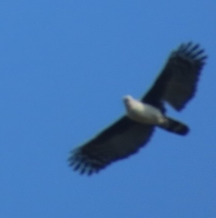 Grey-headed Kite (Leptodon cayanensis), photo 9
