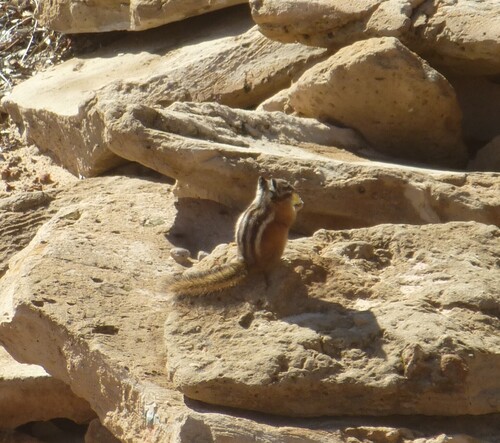 Uinta Chipmunk observed by cthawley
