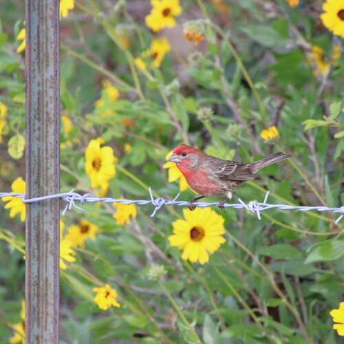 iNaturalist observation photo of House Finch