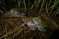 Kassina senegalensis