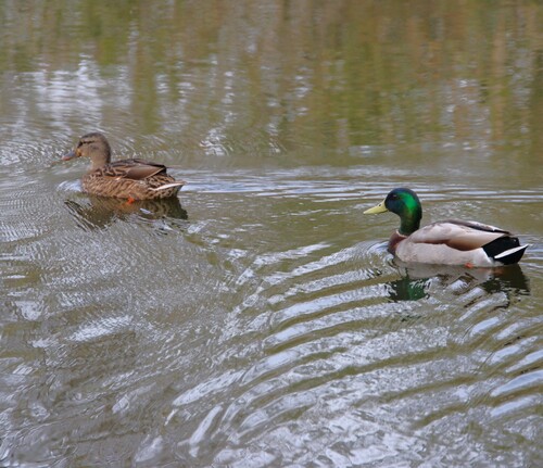 iNaturalist observation photo of Mallard