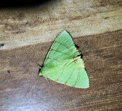 Eulepidotis viridissima