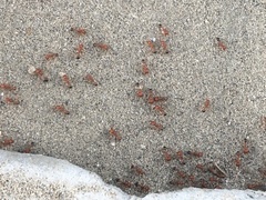 Pogonomyrmex californicus