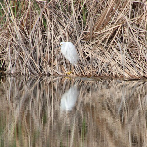 iNaturalist observation photo of Snowy Egret
