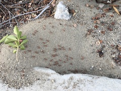 Pogonomyrmex californicus