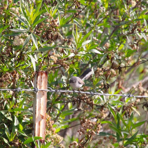 iNaturalist observation photo of Blue-gray Gnatcatcher