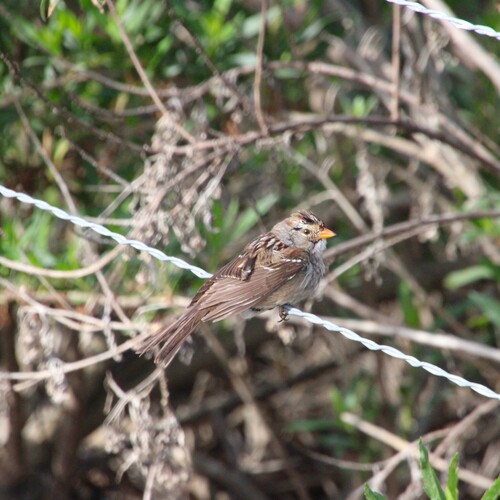 iNaturalist observation photo of White-crowned Sparrow