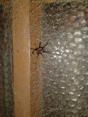 Kukulcania hibernalis