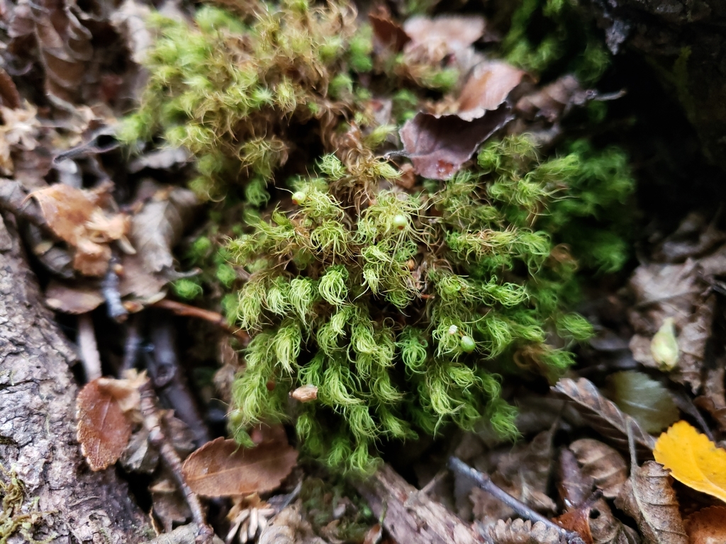 Bartramia patens