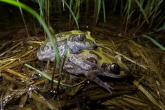 Kassina senegalensis