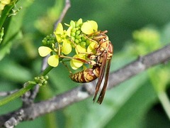 Polistes apachus apachus