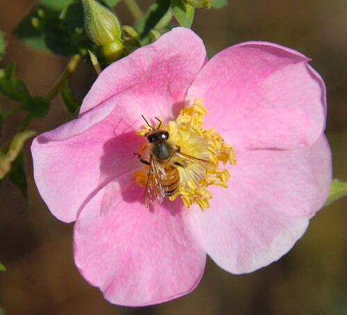 iNaturalist observation photo of Western Honey Bee